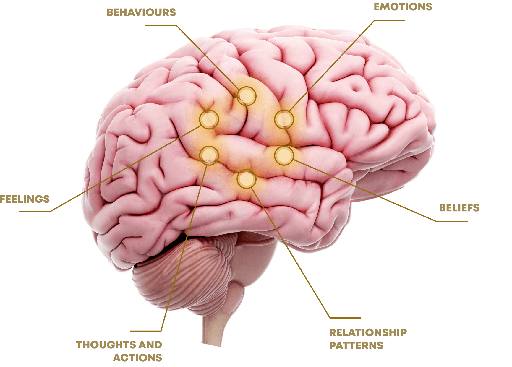 brain